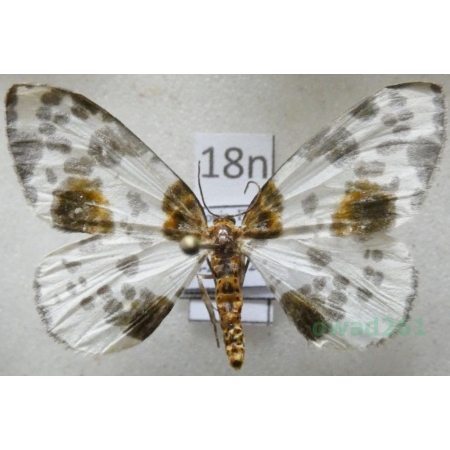 Abraxas sylvata (Scopoli, 1763) Plamiec leśniak Poland18n